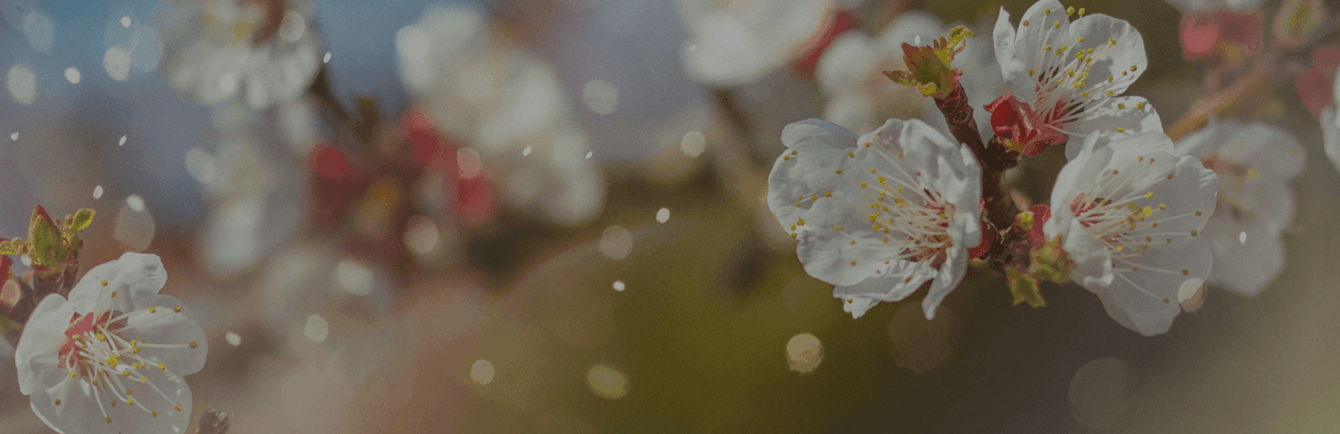 Siteheader