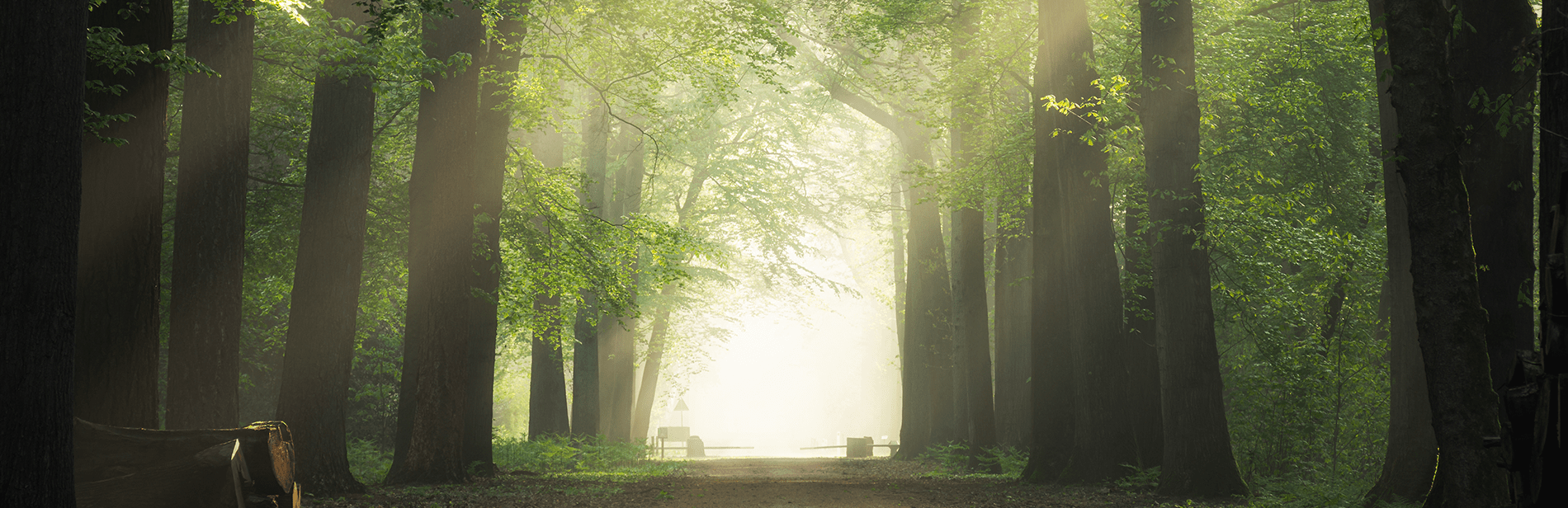 Siteheader