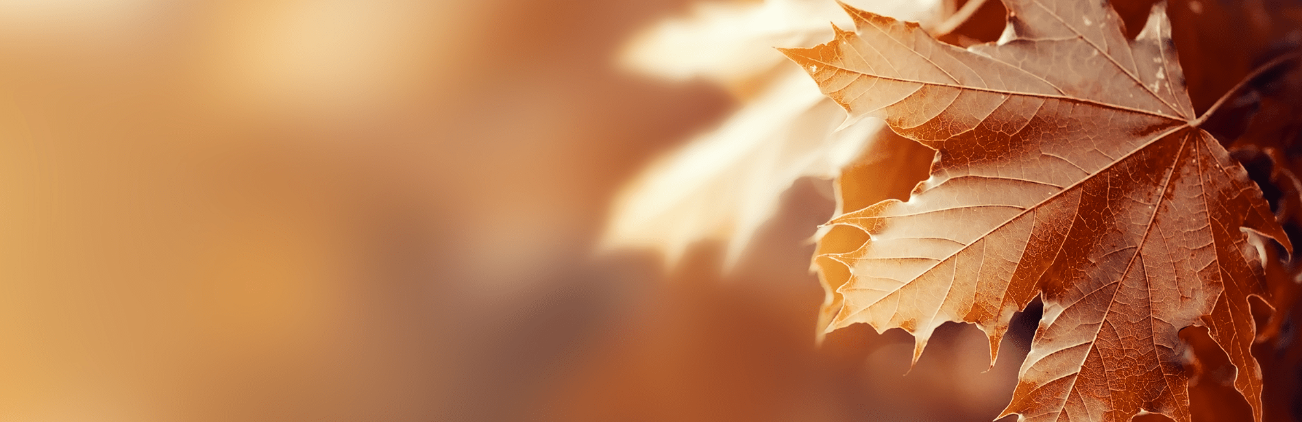 Siteheader